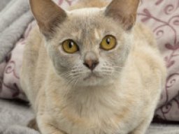 burmese_anglais_20211210_1111675464